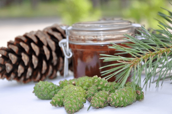 Pine cones